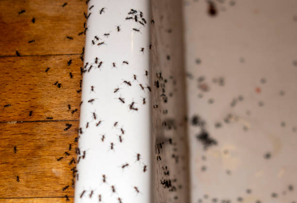 Best Pest Prevention Services  in Swisher, IA